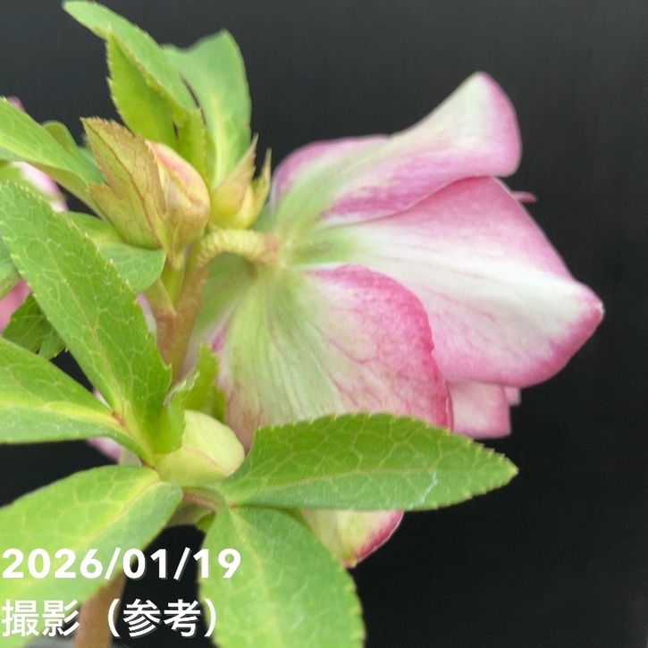 一点物】加藤農園 クリスマスローズ 4.5号（KT4）｜山野04-PA | 草花