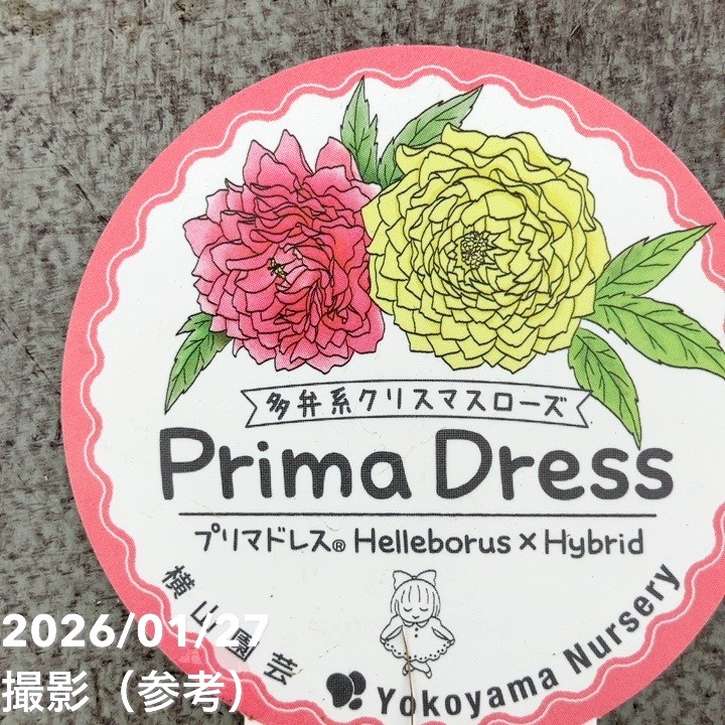 一点物】横山園芸 クリスマスローズ プリマドレス 4.5号（YK5）｜山野