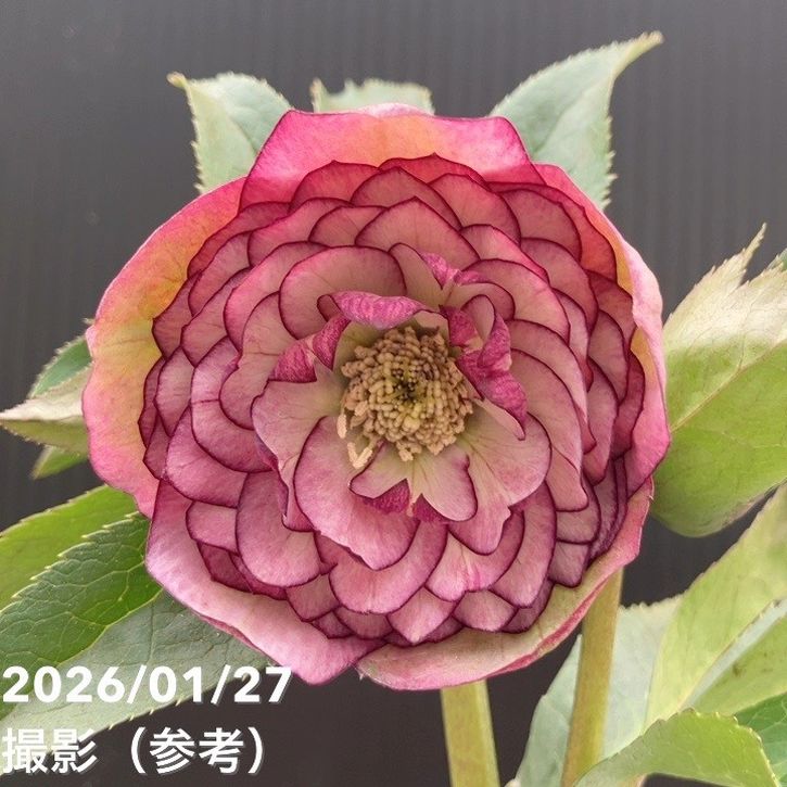 一点物】横山園芸 クリスマスローズ プリマドレス 4.5号（YK5）｜山野