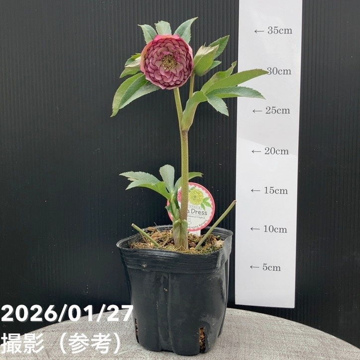 一点物】横山園芸 クリスマスローズ プリマドレス 4.5号（YK5）｜山野