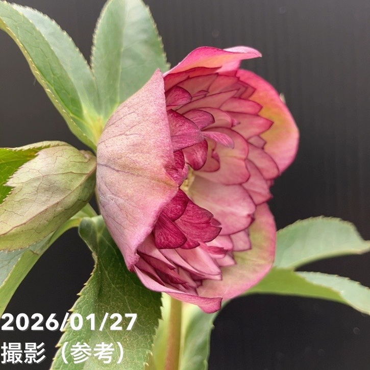 一点物】横山園芸 クリスマスローズ プリマドレス 4.5号（YK5）｜山野