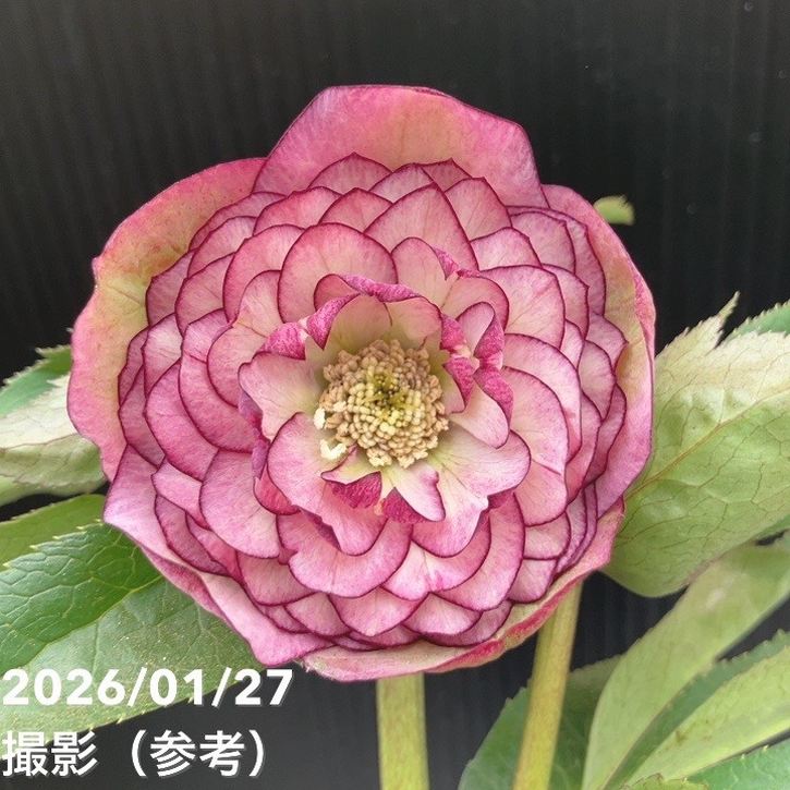 一点物】横山園芸 クリスマスローズ プリマドレス 4.5号（YK5）｜山野