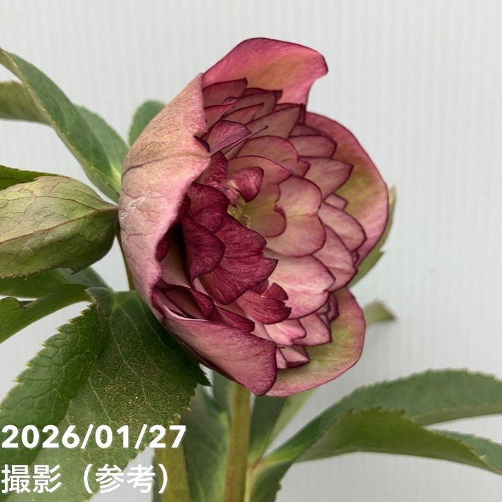 一点物】横山園芸 クリスマスローズ プリマドレス 4.5号（YK5）｜山野