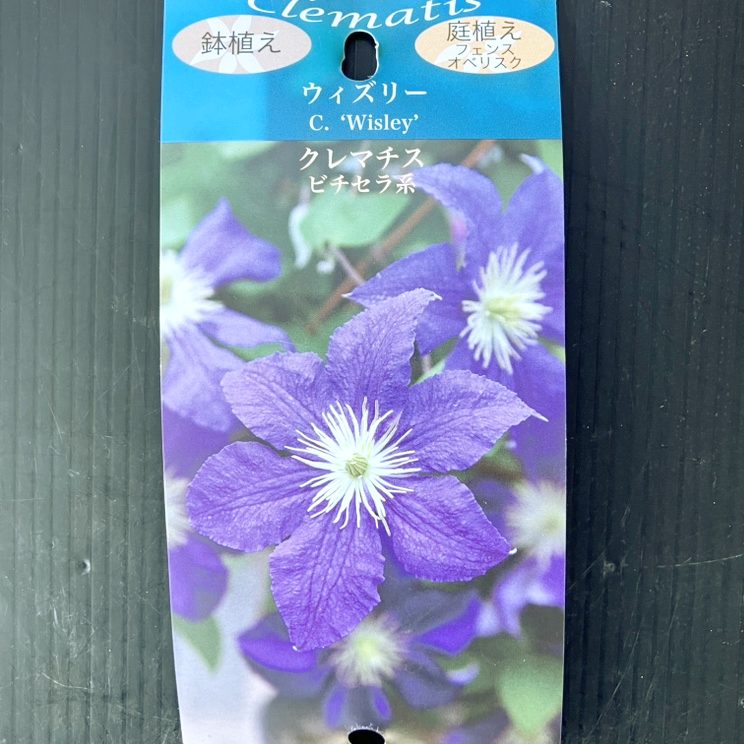 クレマチス ビチセラ系 ウィズリー 4号｜草花04-PA | 草花,[多年草