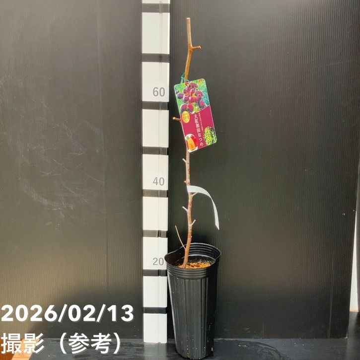 ナツメ 大紅和田なつめ 4号ロングポット 1年生 接木苗｜果樹10-TU