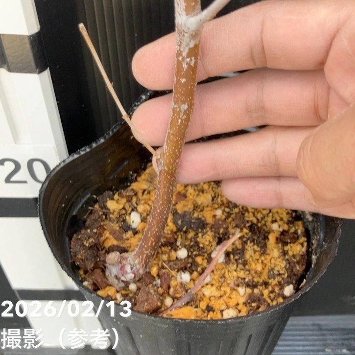 ナツメ 大紅和田なつめ 4号ロングポット 1年生 接木苗｜果樹04-PA