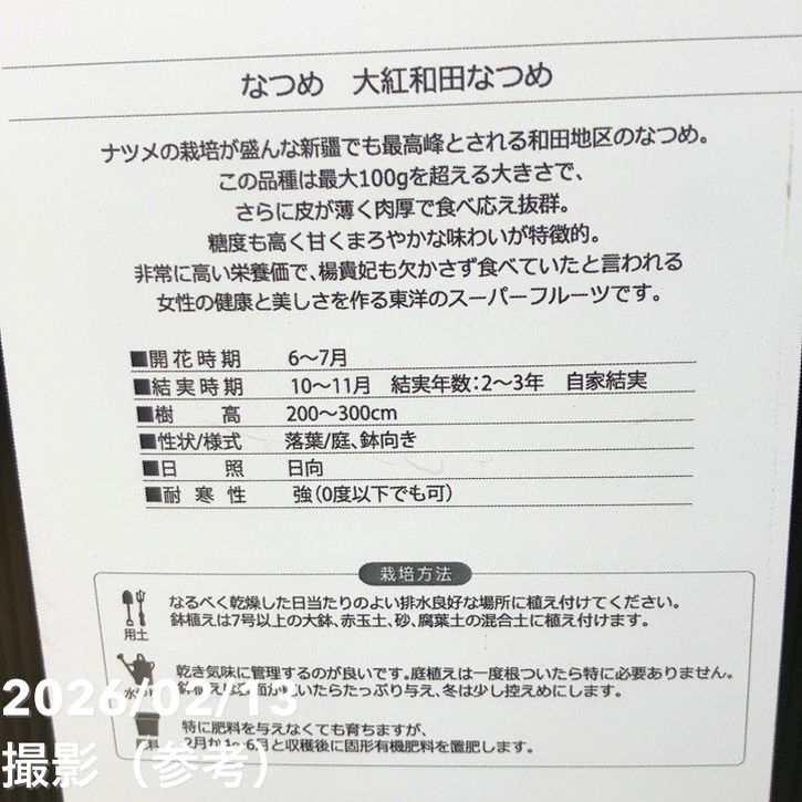 ナツメ 大紅和田なつめ 4号ロングポット 1年生 接木苗｜果樹10-TU