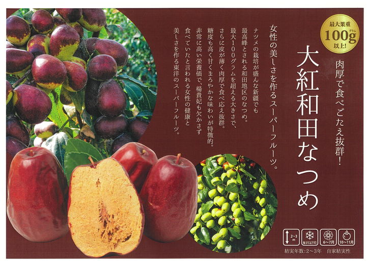 ナツメ 大紅和田なつめ 4号ロングポット 1年生 接木苗｜果樹10-TU