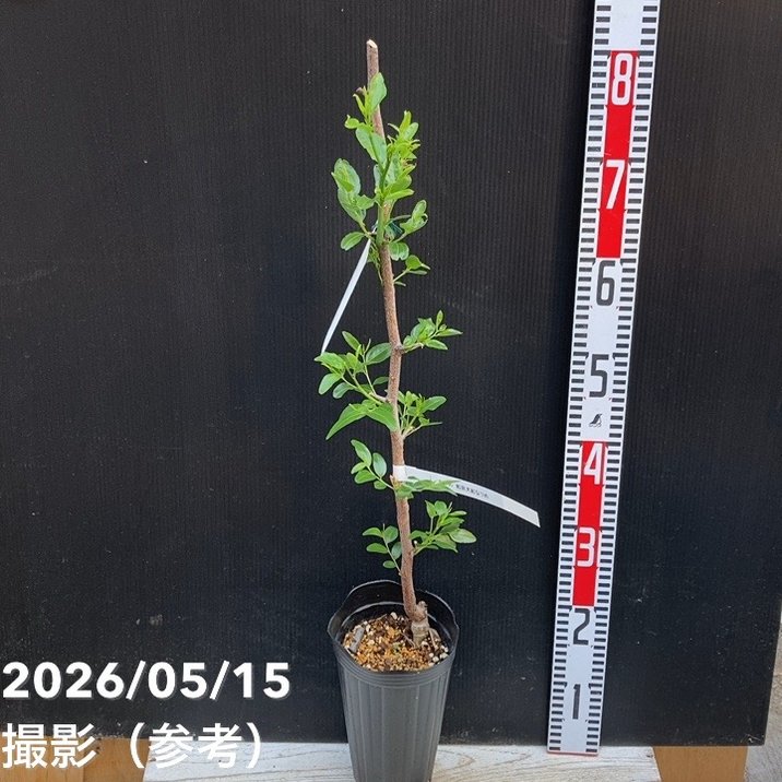 ナツメの苗木 赤い果実　1株 国華園オンラインショップ / ナツメ苗