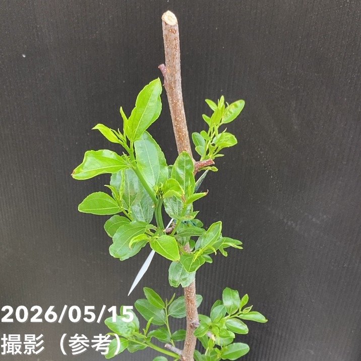 ナツメ 大紅和田なつめ 4号ロングポット 1年生 接木苗｜果樹04-PA