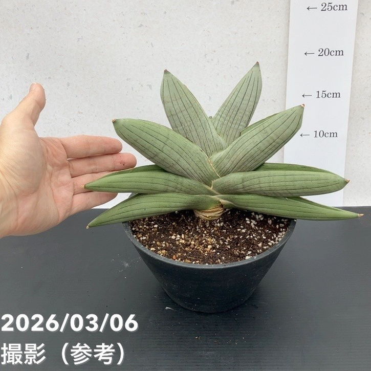 激レア！現品お届け】サンスベリア 6号 ラグビー プラ鉢（S232）｜観葉