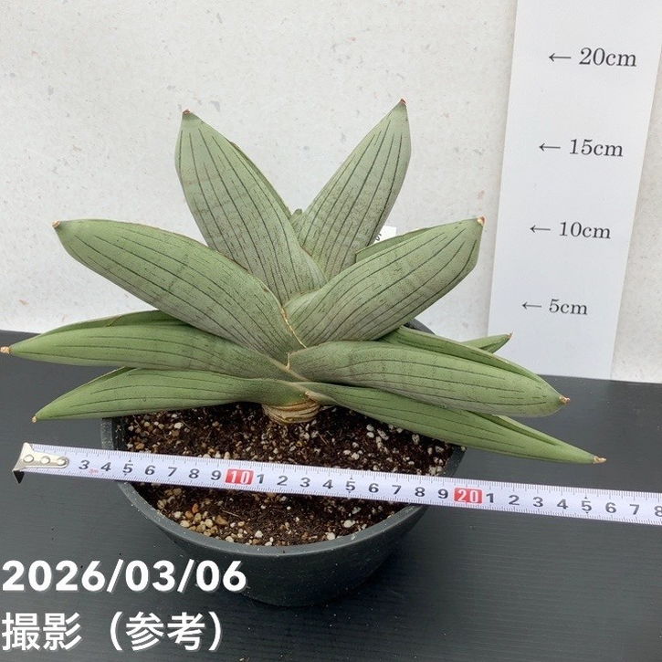 65周年記念セール】【激レア！現品お届け】サンスベリア 6号 ラグビー