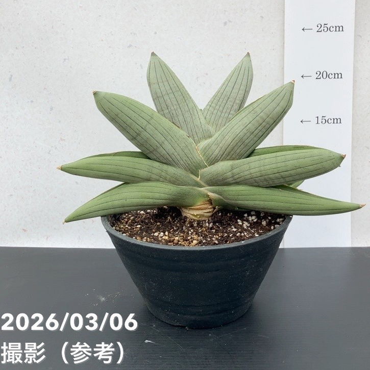 サンスベリア　特大約170㎝鉢付き【値下げしました】 激レア！現品お届け】サンスベリア 6号 ラグビー プラ鉢（S232）｜観葉