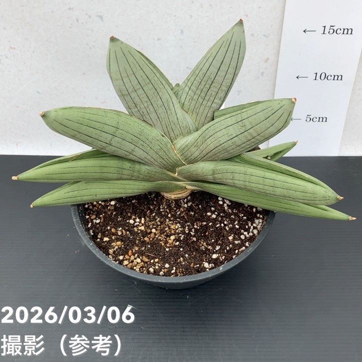 ディスカウント！ペトロフィル　鉢植え ディスカウント！ペトロフィル 鉢植え 【公式通販】