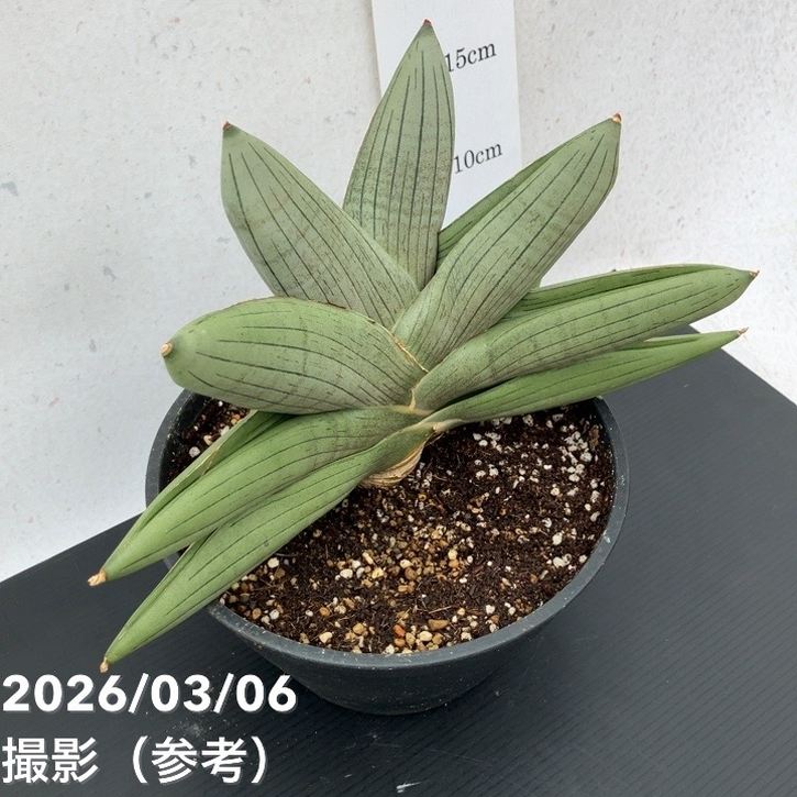 65周年記念セール】【激レア！現品お届け】サンスベリア 6号 ラグビー