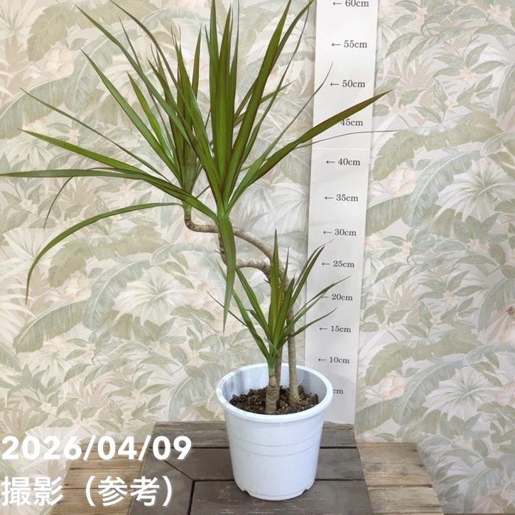 ドラセナ コンシンネ 5号｜観葉04-PA | 観葉・多肉 | 赤塚植物園