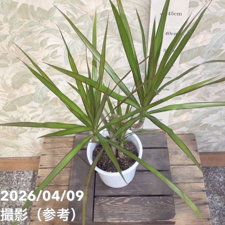 ドラセナ コンシンネ 5号｜観葉04-PA | 観葉・多肉 | 赤塚植物園