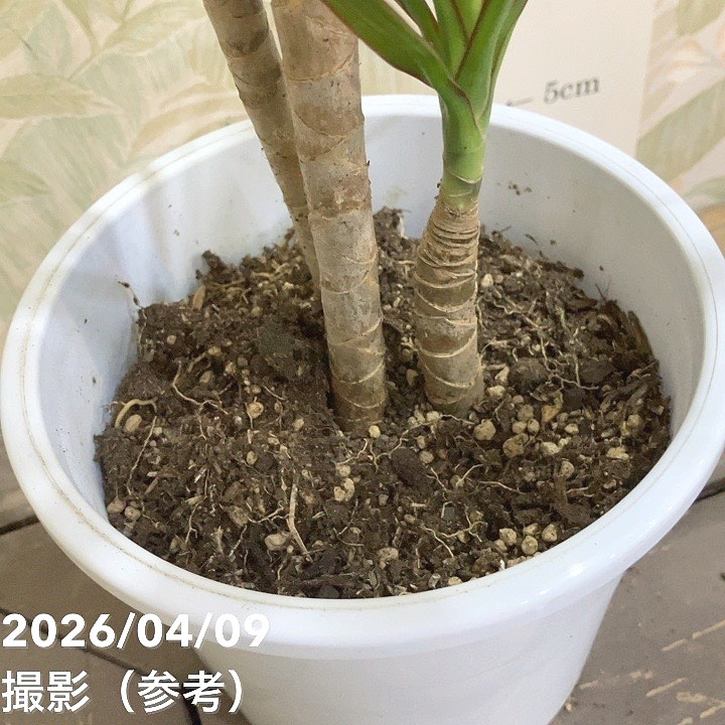 ドラセナ コンシンネ 5号｜観葉04-PA | 観葉・多肉 | 赤塚植物園