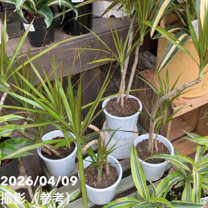 ドラセナ コンシンネ 5号｜観葉04-PA | 観葉・多肉 | 赤塚植物園
