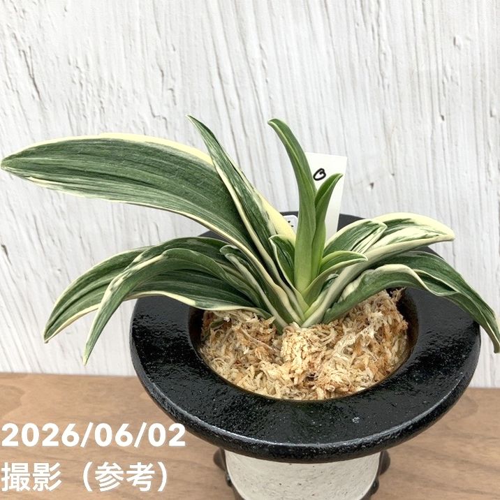 現品お届け】豊明園 万年青 オモト 新生殿（しんせいでん）黒鉢（O82