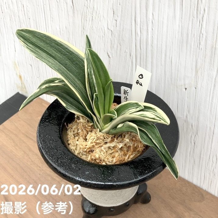 決算P5倍！10%OFF！8/2まで】【現品お届け】豊明園 万年青 オモト 新生