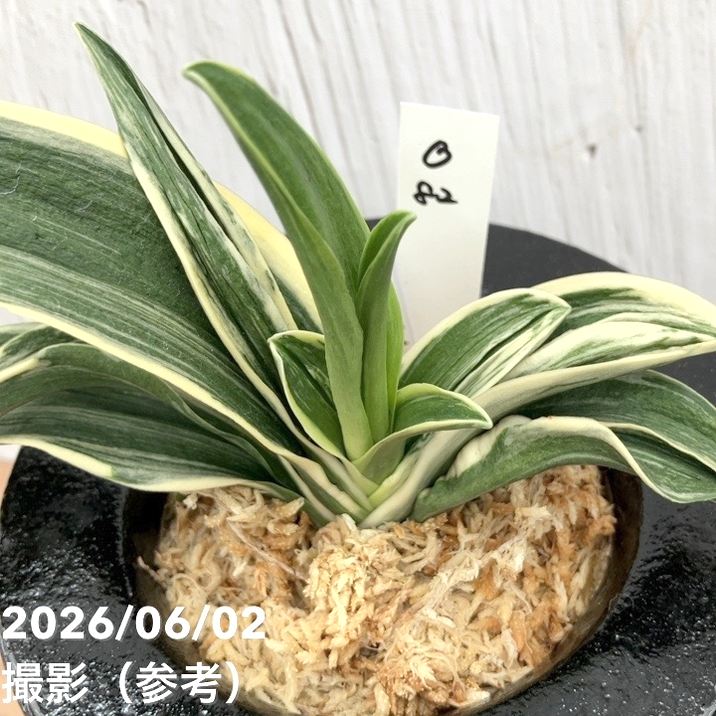 現品お届け】豊明園 万年青 オモト 新生殿（しんせいでん）黒鉢（O82