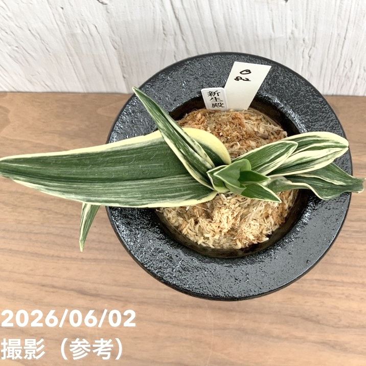 現品お届け】豊明園 万年青 オモト 新生殿（しんせいでん）黒鉢（O82