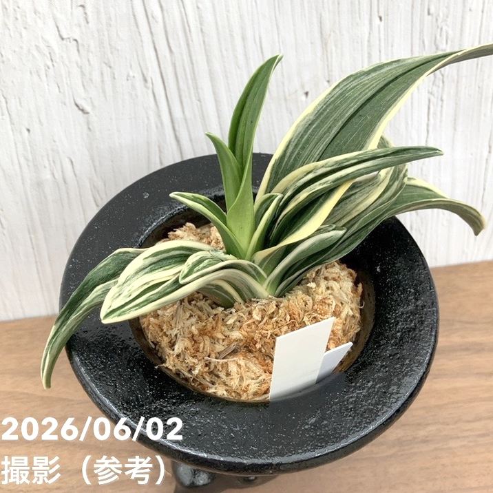現品お届け】豊明園 万年青 オモト 新生殿（しんせいでん）黒鉢（O82