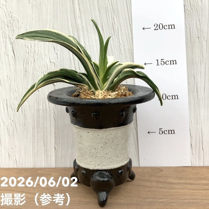 現品お届け】豊明園 万年青 オモト 新生殿（しんせいでん）黒鉢（O82