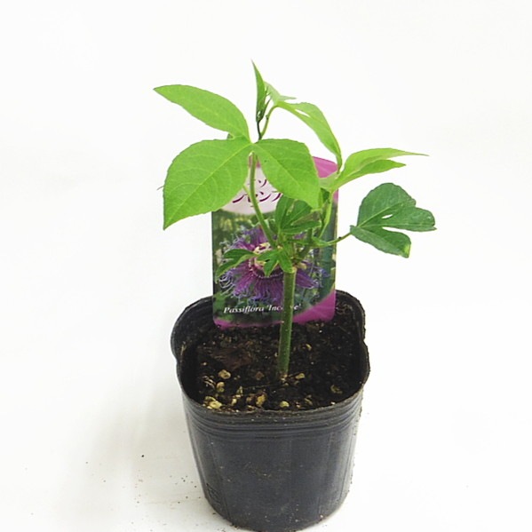 毎年咲くグリーンカーテン 耐寒性トケイソウ 時計草 インセンス グリーンカーテン 赤塚植物園オンライン フラワーショップ 花の音