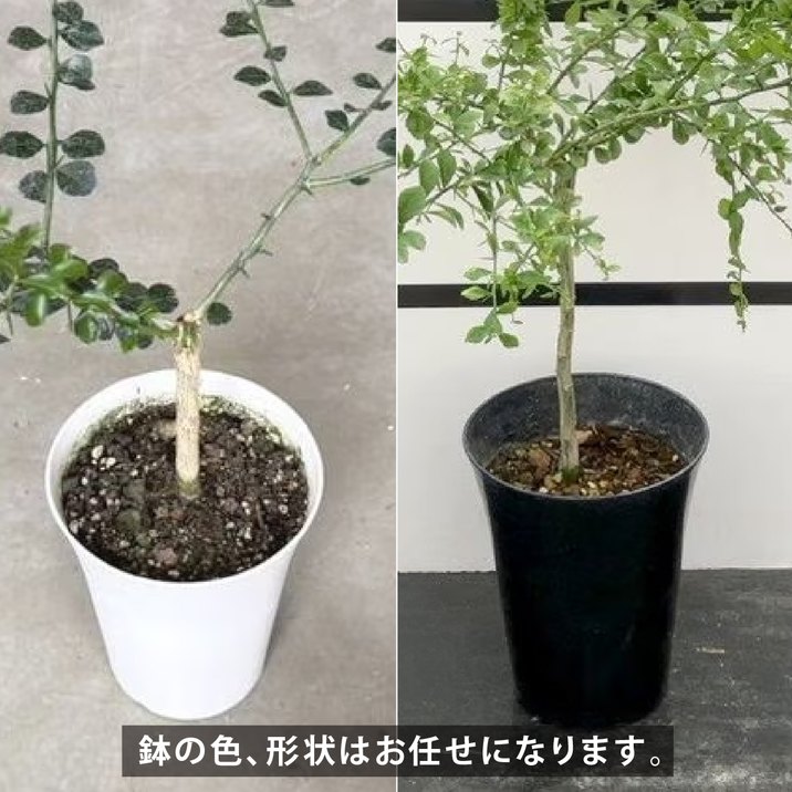 こるふぁーむ フィンガーライム 5号 エマ(代引き不可)|柑橘|果樹10-CO