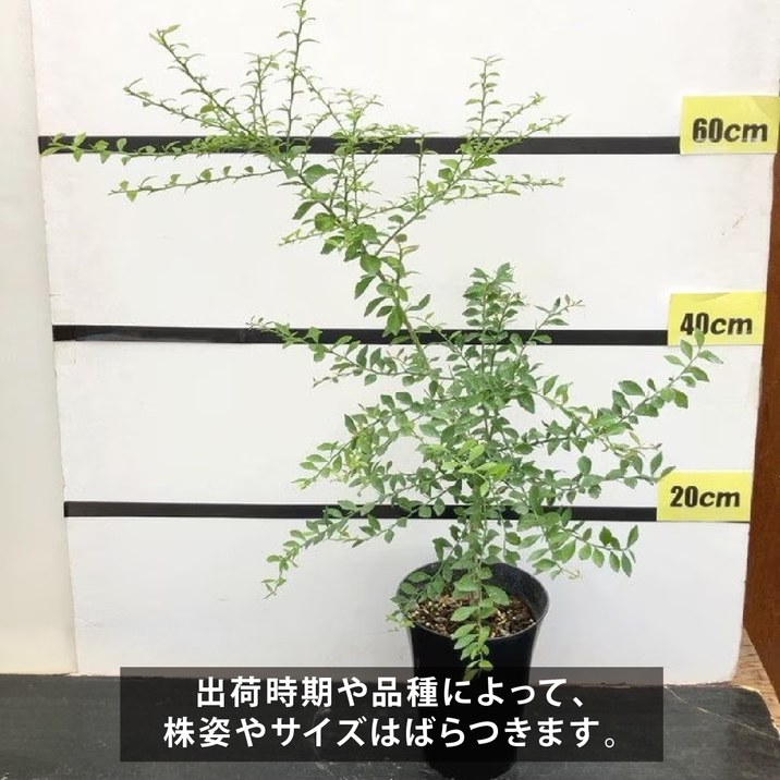 こるふぁーむ フィンガーライム 5号 エマ(代引き不可)|柑橘|果樹10-CO