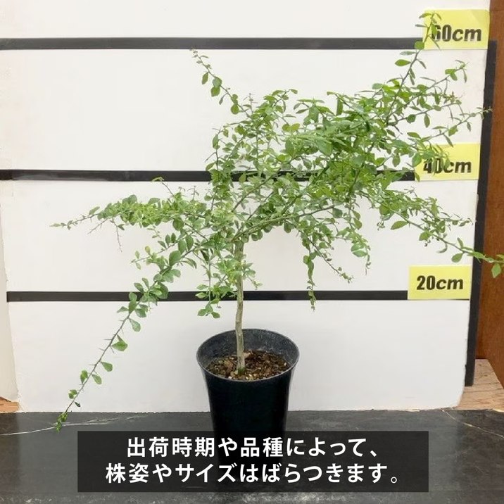 こるふぁーむ フィンガーライム 5号 エマ(代引き不可)|柑橘|果樹10-CO