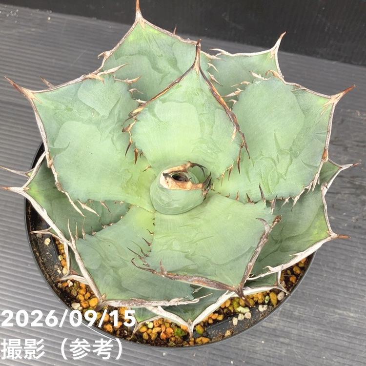 アガベ 6号 黒犀｜観葉10-TU | 観葉・多肉,アガベ | 赤塚植物園