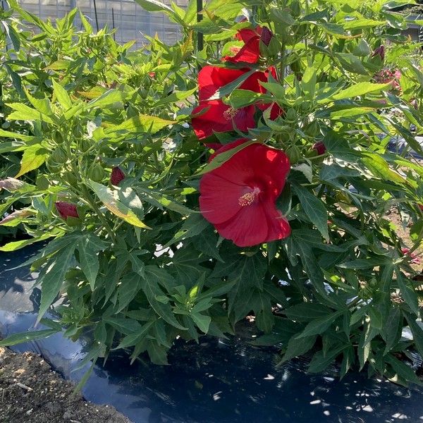 タイタンビカスキッズ 3.5号 ピーターパン (キッズタイプ)|草花01-D1