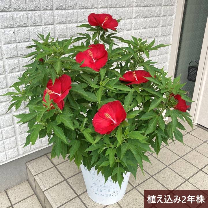 タイタンビカスキッズ 3.5号 ピーターパン (キッズタイプ)|草花01-D1