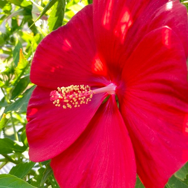 タイタンビカスキッズ 3.5号 ピーターパン (キッズタイプ)|草花01-D1