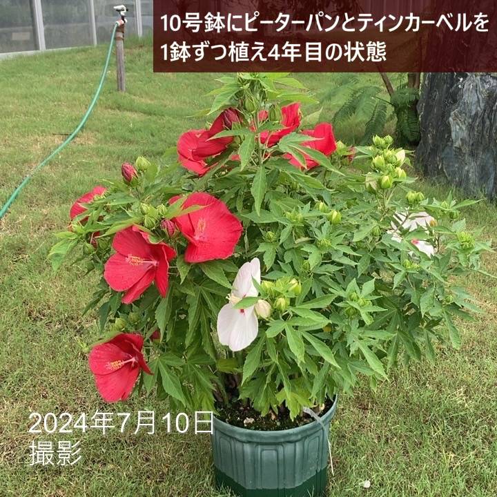 タイタンビカスキッズ 3.5号 ピーターパン (キッズタイプ)|草花01-D1