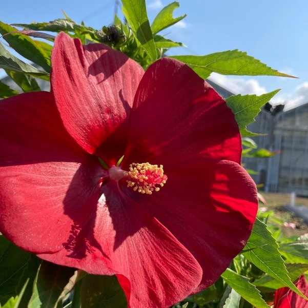 タイタンビカスキッズ 3.5号 ピーターパン (キッズタイプ)|草花01-D1