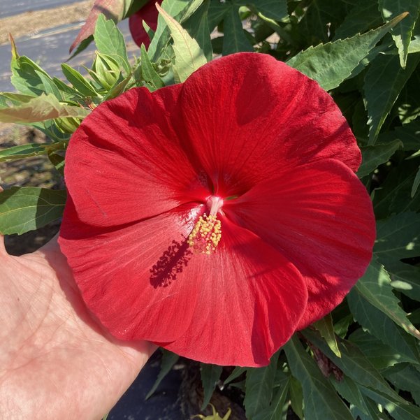 タイタンビカスキッズ 3.5号 ピーターパン (キッズタイプ)|草花01-D1