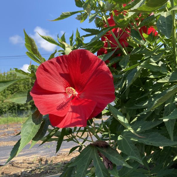 タイタンビカスキッズ 3.5号 ピーターパン (キッズタイプ)|草花01-D1