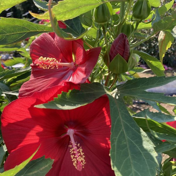 タイタンビカスキッズ 3.5号 ピーターパン (キッズタイプ)|草花01-D1