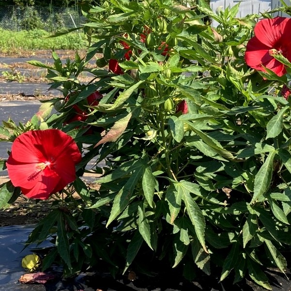 タイタンビカスキッズ 3.5号 ピーターパン (キッズタイプ)|草花01-D1