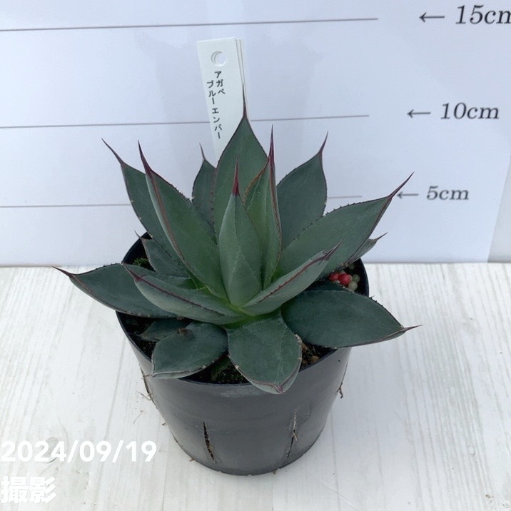 アガベ 3.5号 ブルーエンバー Blue Ember｜観葉01-D1 | 観葉・多肉