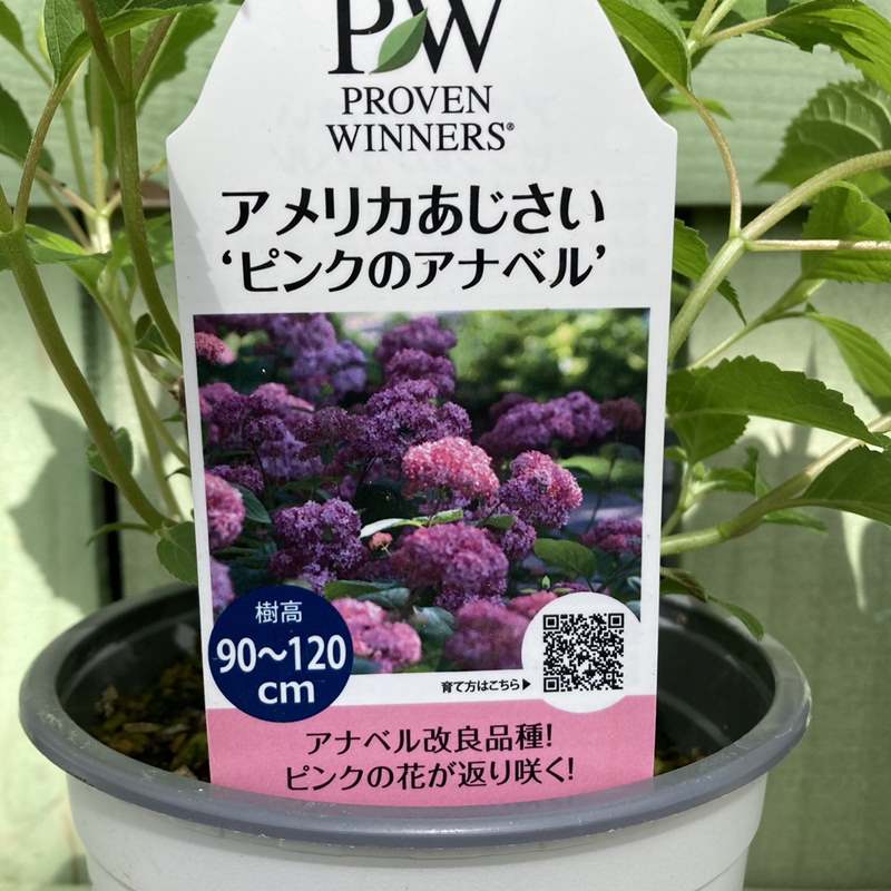 アナベルです 71SGJuB2EpL._AC_UF1000,