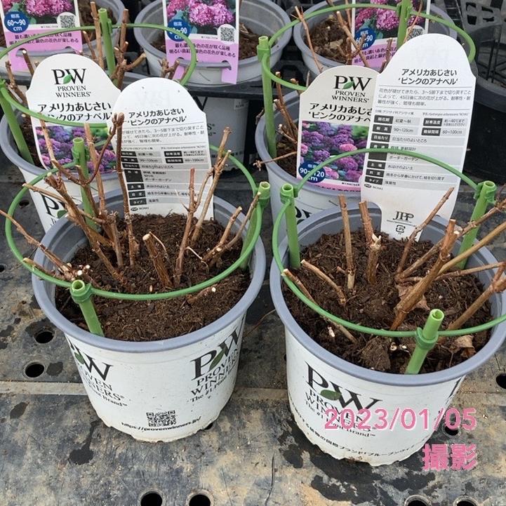 アナベルページ アメリカあじさい ピンクのアナベル 5号 PVP｜花木04-PA | 花木