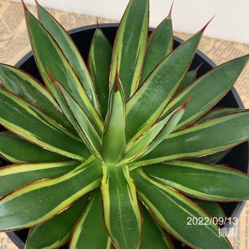 アガベ 5号 バーントバーガンディバリエガータ Burnt Burgundy