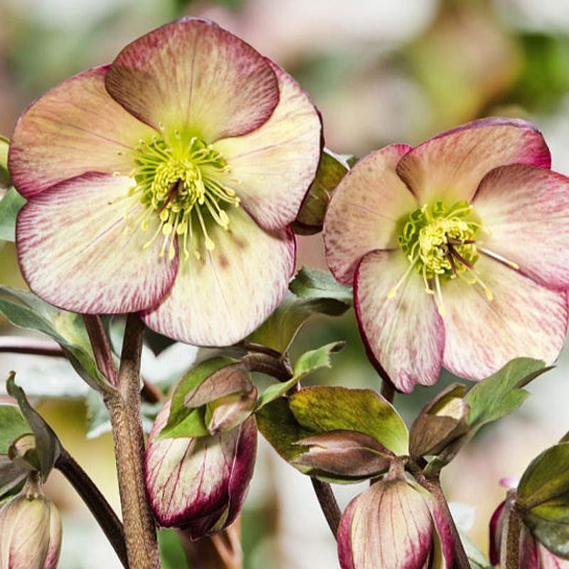 訳あり クリスマスローズ 氷の薔薇 開花苗 花苗 クリスマスローズ 氷の薔薇Rシリーズ レッド 1株 / 花の苗 冬花壇