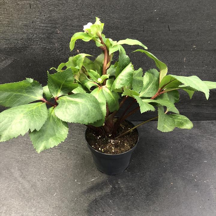 クリスマスローズ 氷の薔薇 4.5号 ロサド｜山野04-PA | 草花