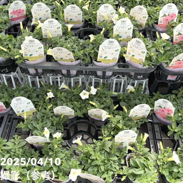 PW スーパーチュニア ビスタ スノー 3.5号×3株セット PVP｜草花04-PA